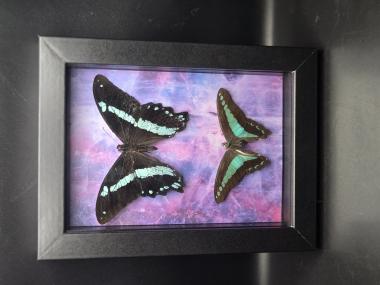 Butterfly Shadpe Box