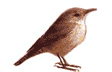 La Wren's Nest